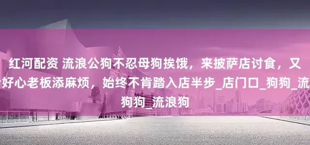 红河配资 流浪公狗不忍母狗挨饿，来披萨店讨食，又怕给好心老板添麻烦，始终不肯踏入店半步_店门口_狗狗_流浪狗