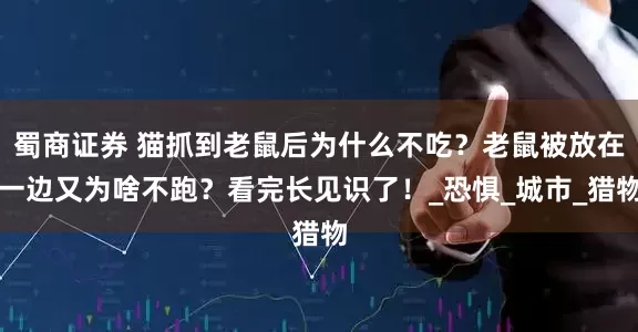 蜀商证券 猫抓到老鼠后为什么不吃？老鼠被放在一边又为啥不跑？看完长见识了！_恐惧_城市_猎物